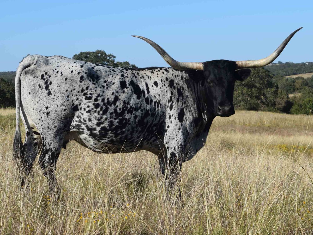 Texas Longhorn корова порода