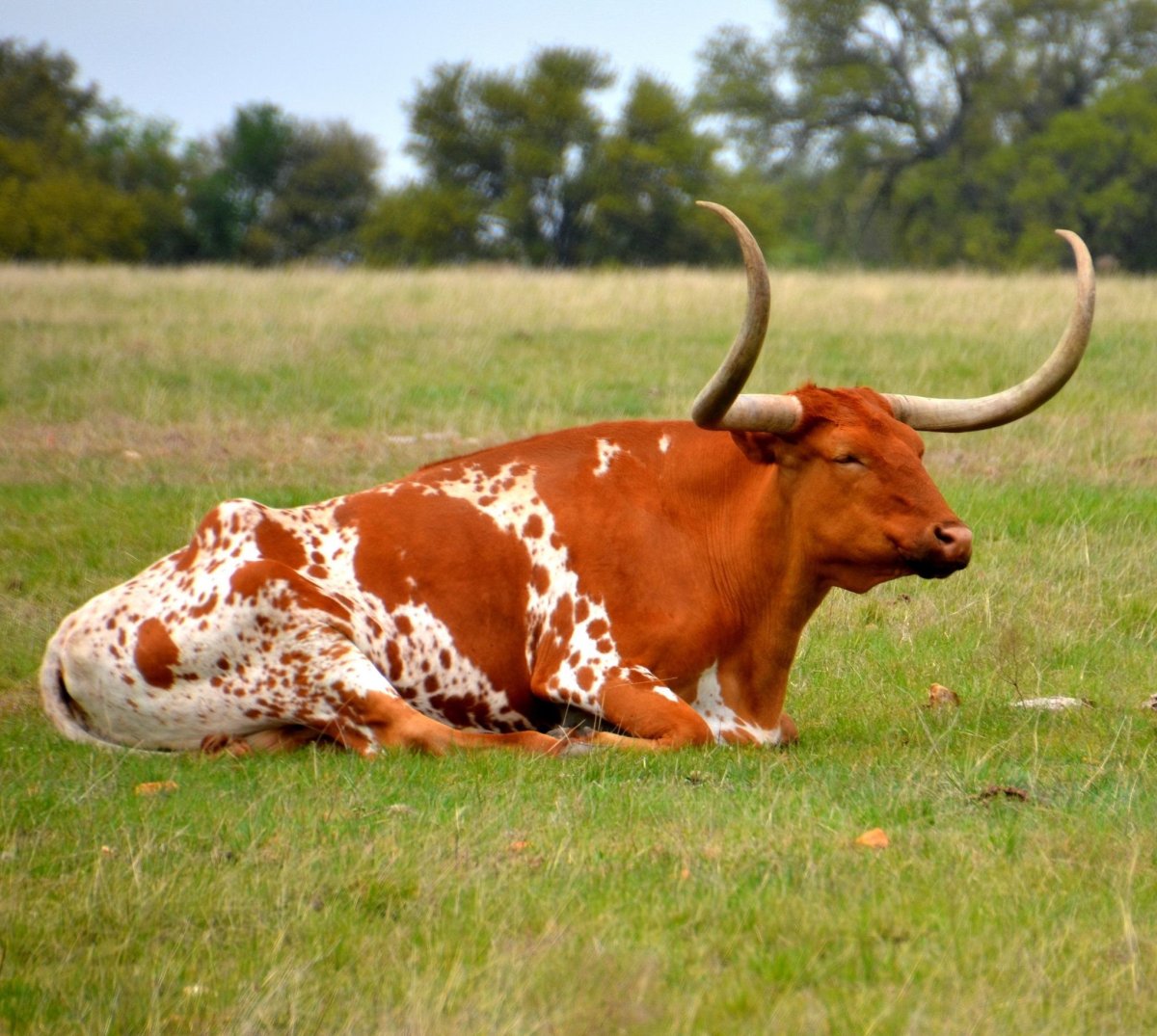Техасский бык лонгхорн