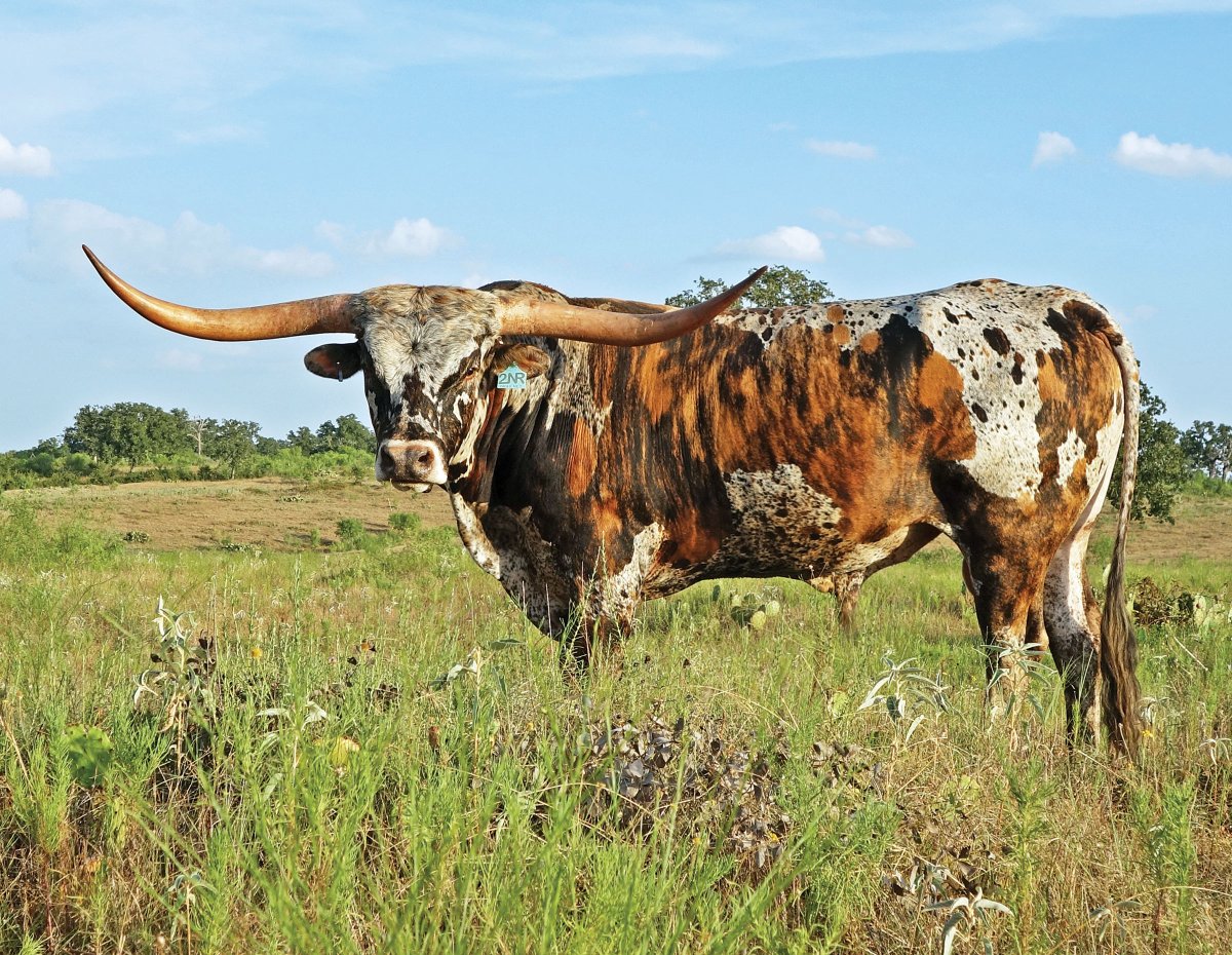 Техасский бык лонгхорн