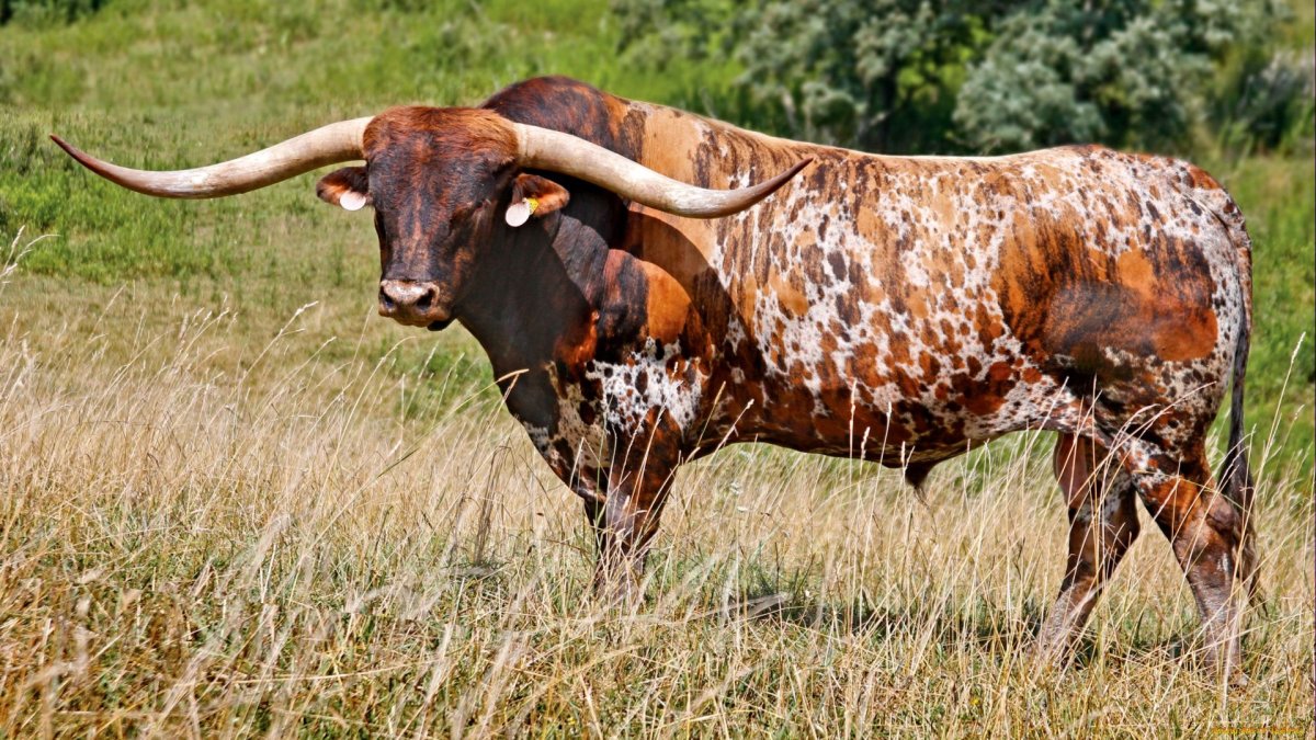 Техасский бык лонгхорн