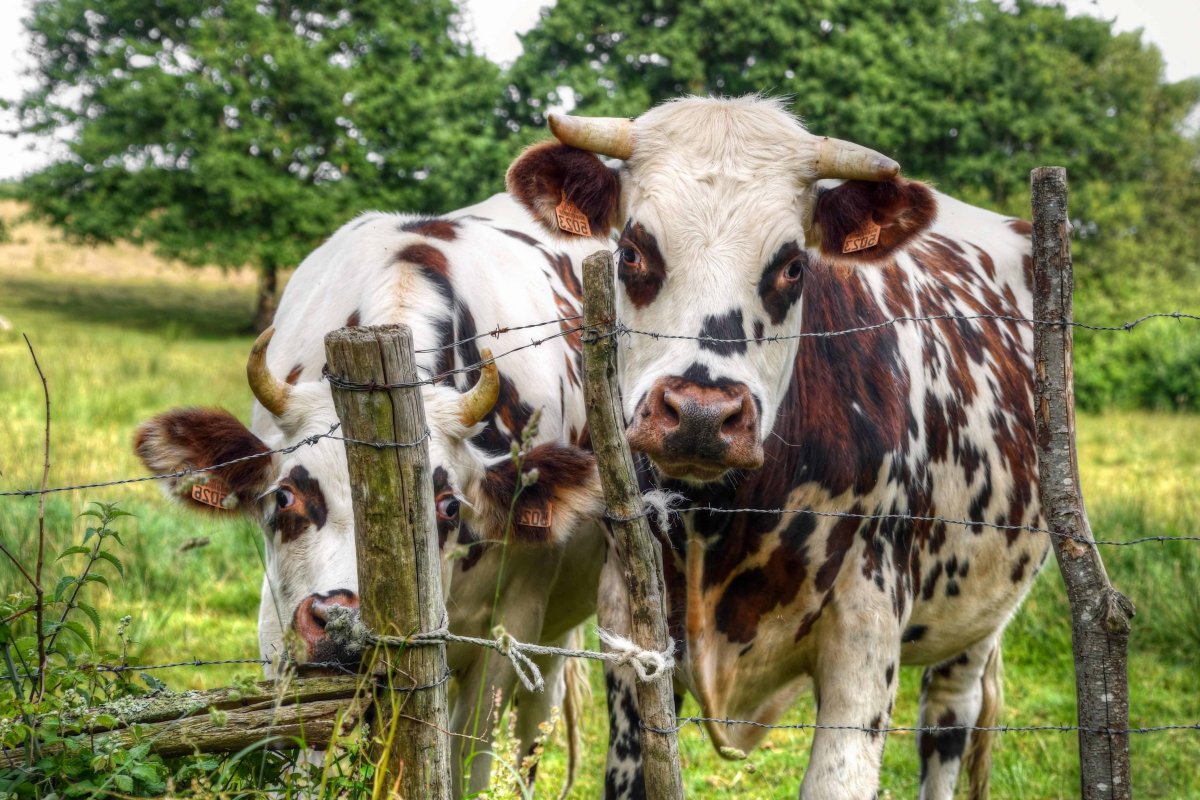 Разные коровы