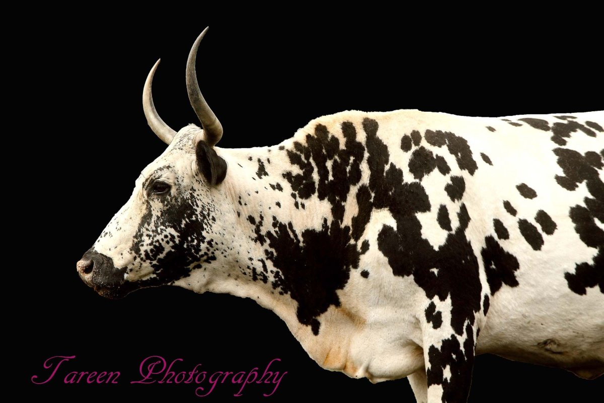 Nguni Cattle