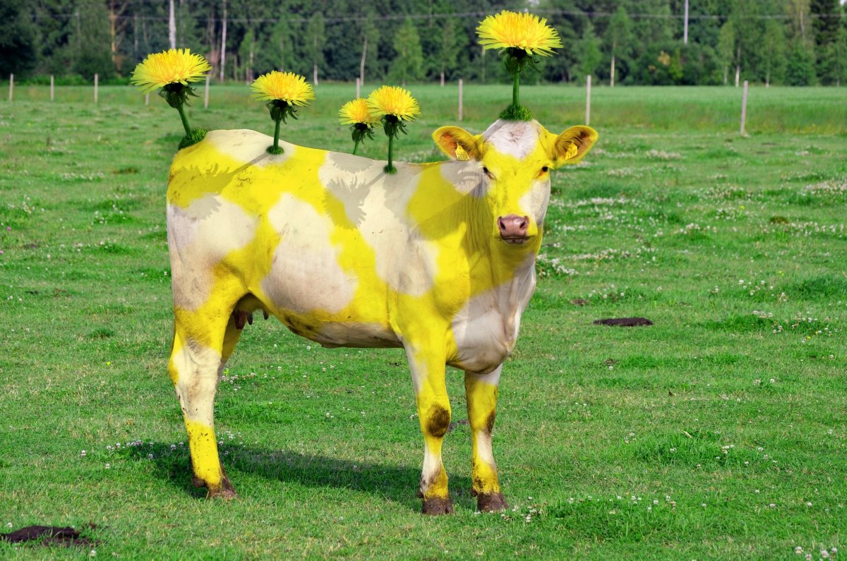 Лютиковая корова майнкрафт