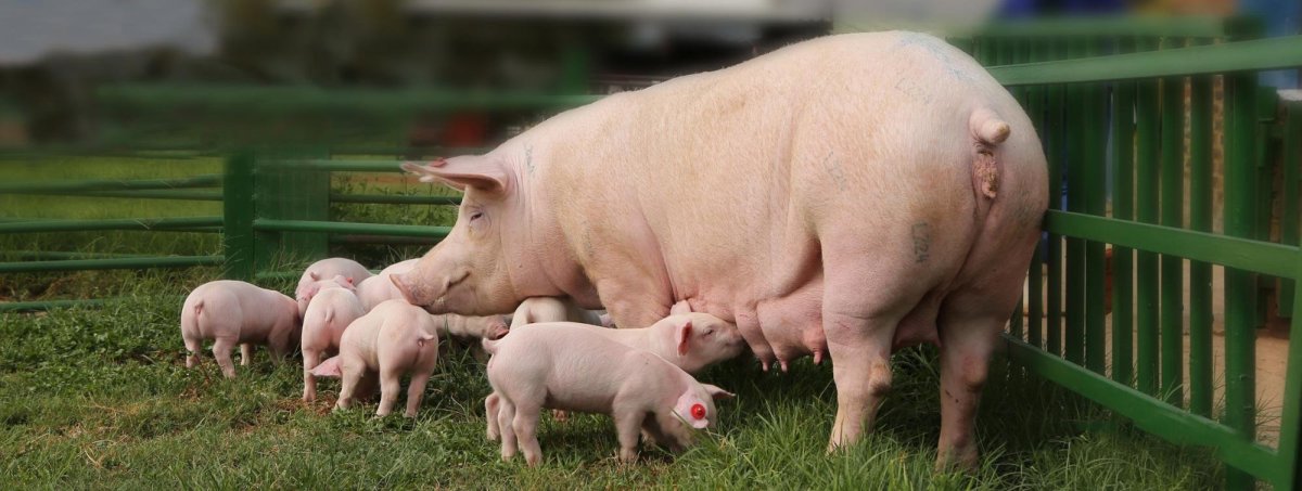 Эстонская беконная порода свиней