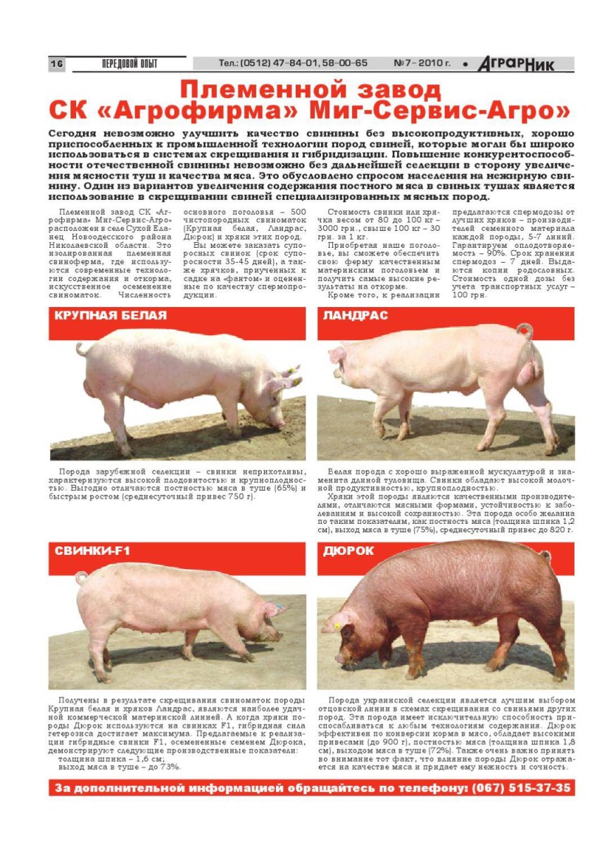 Миддл Уайт порода свиней