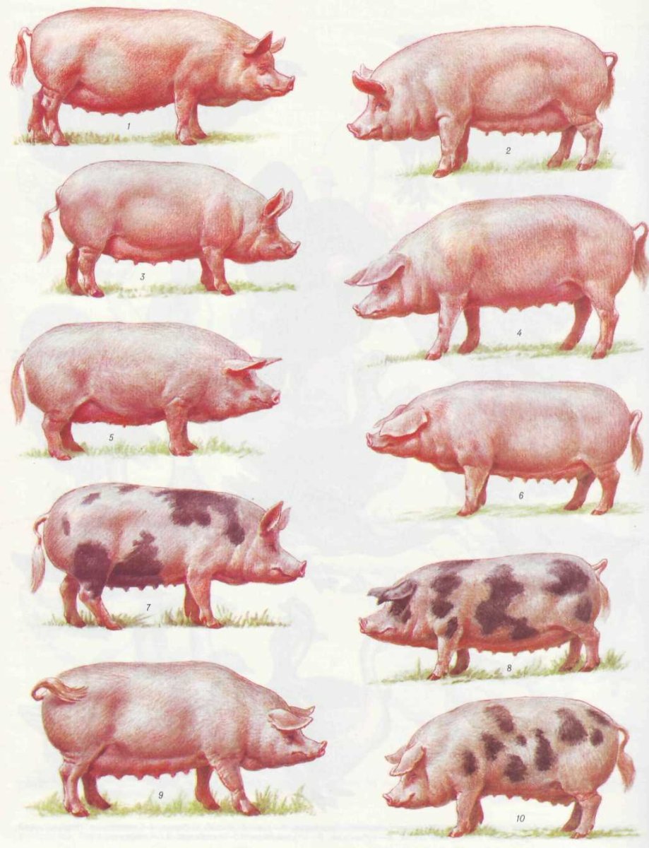 Продам собаку кто не разбирается в