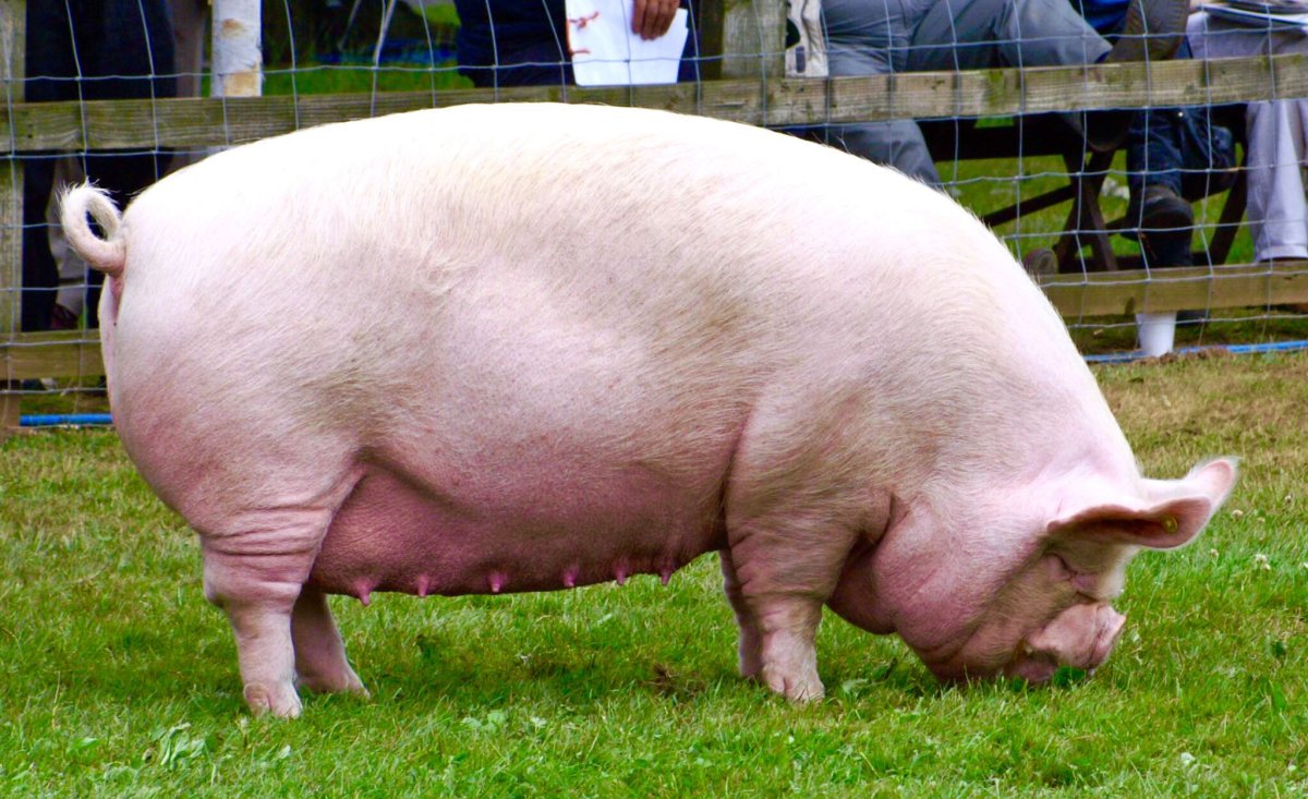 Темворс порода свиней