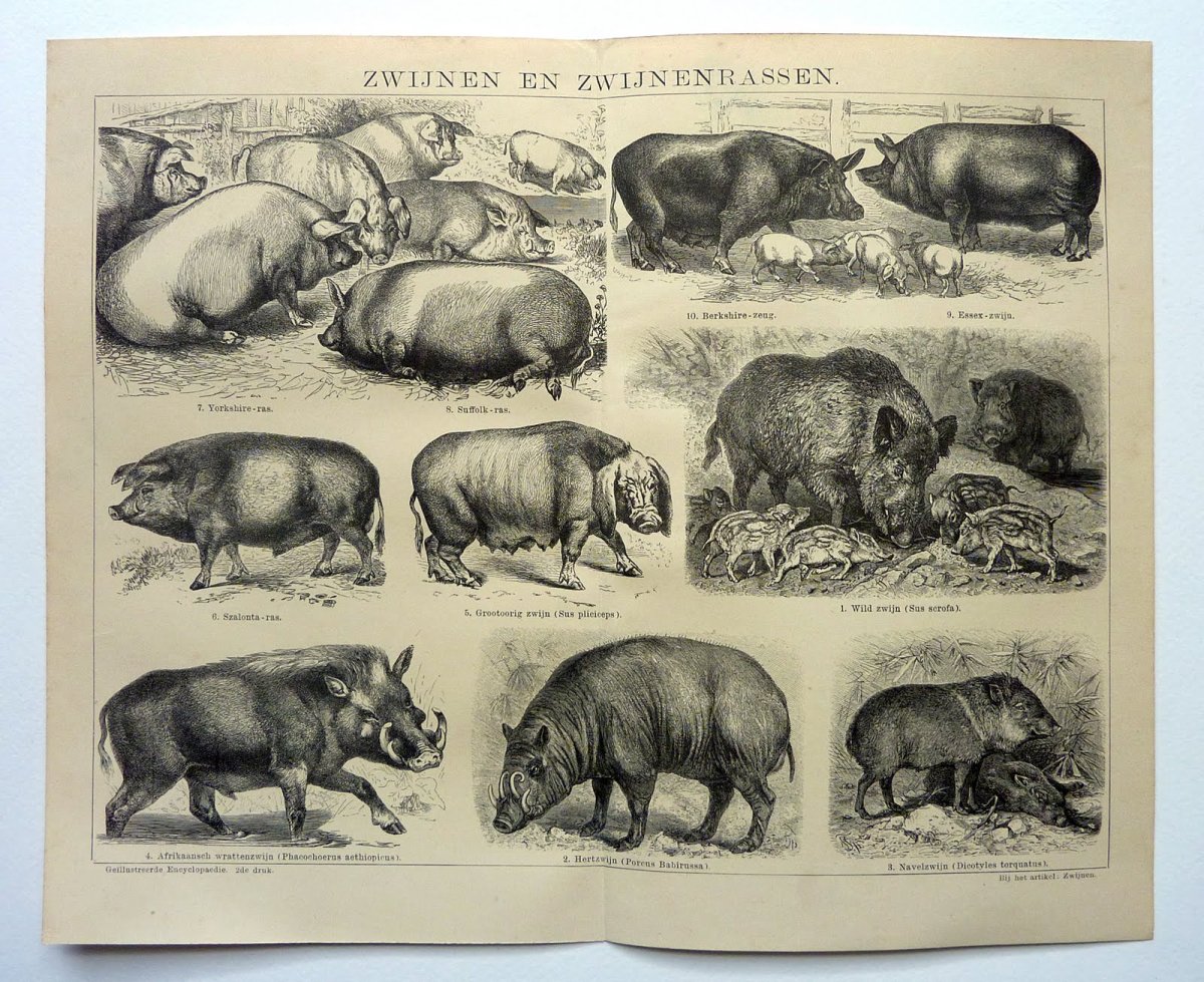 Порода свиней пик 337