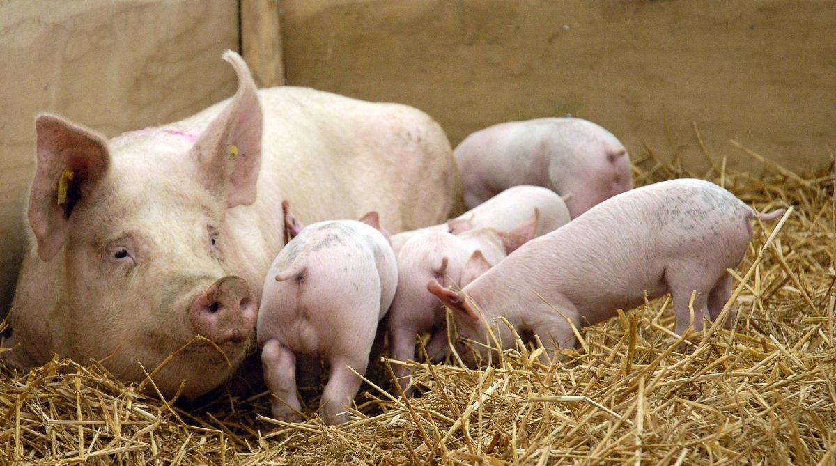 Германская порода свиней