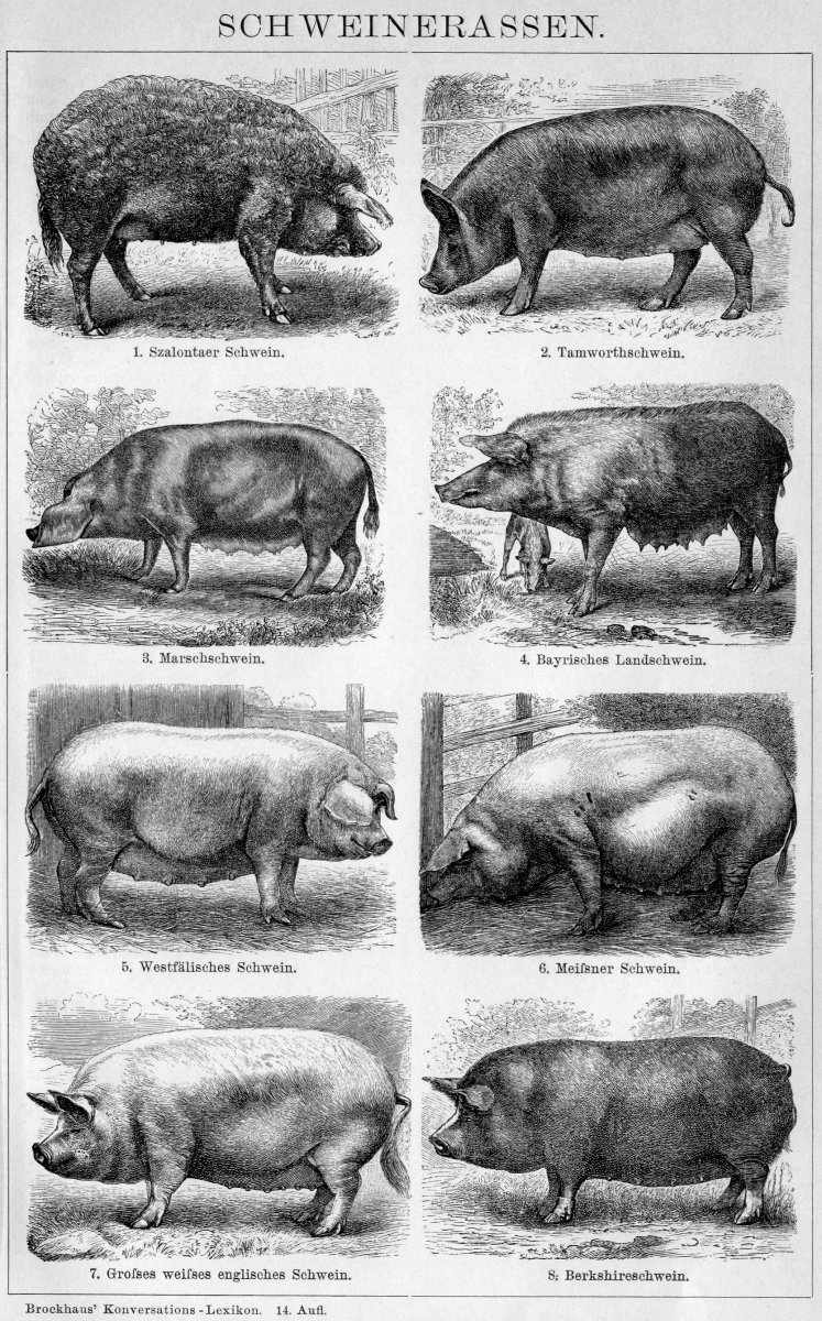 It is a Pig. It`s name is fatty