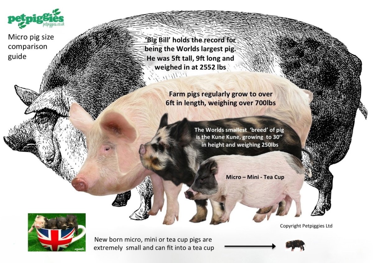 Эстонская беконная порода свиней