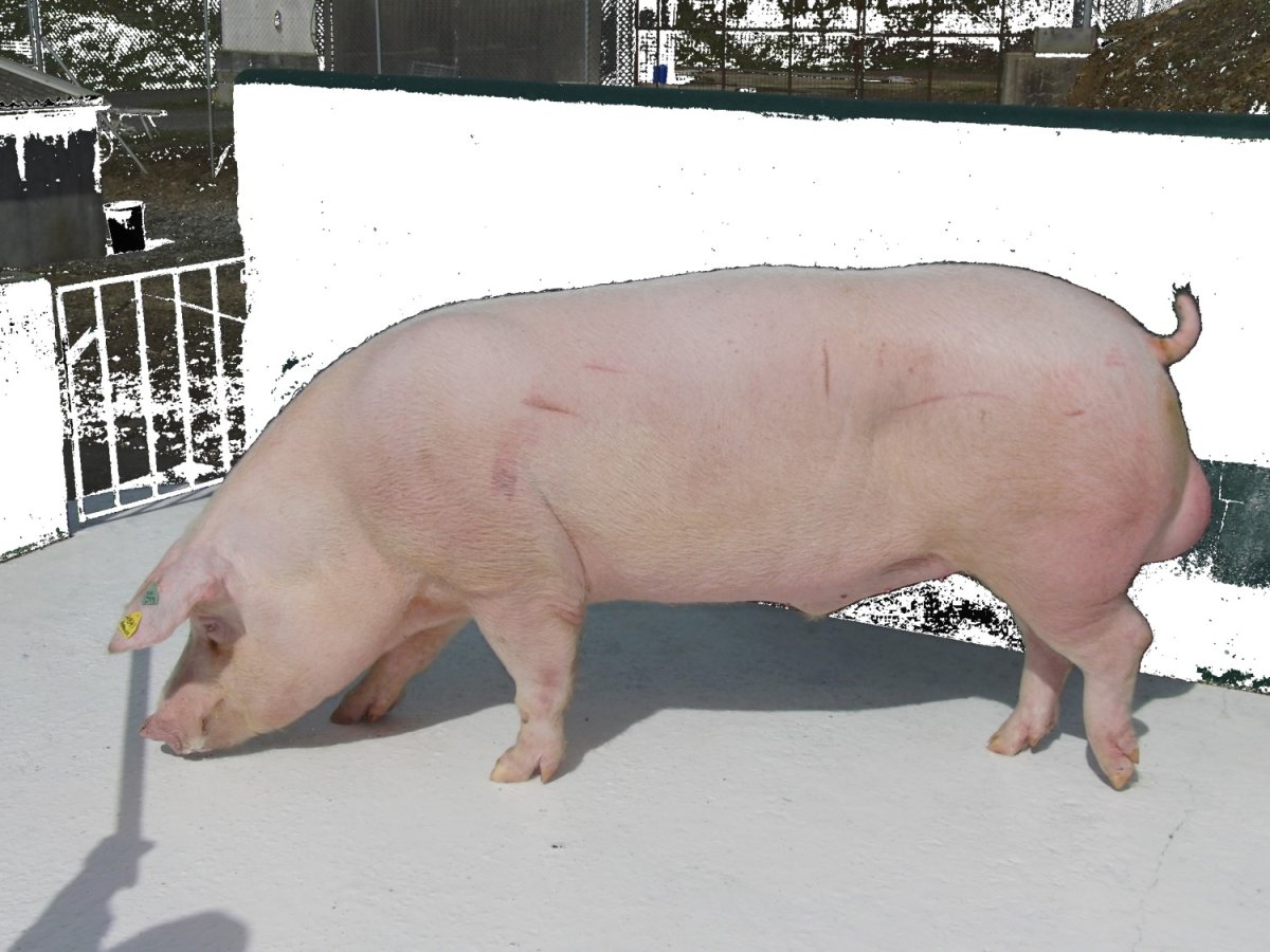 Уржумская порода