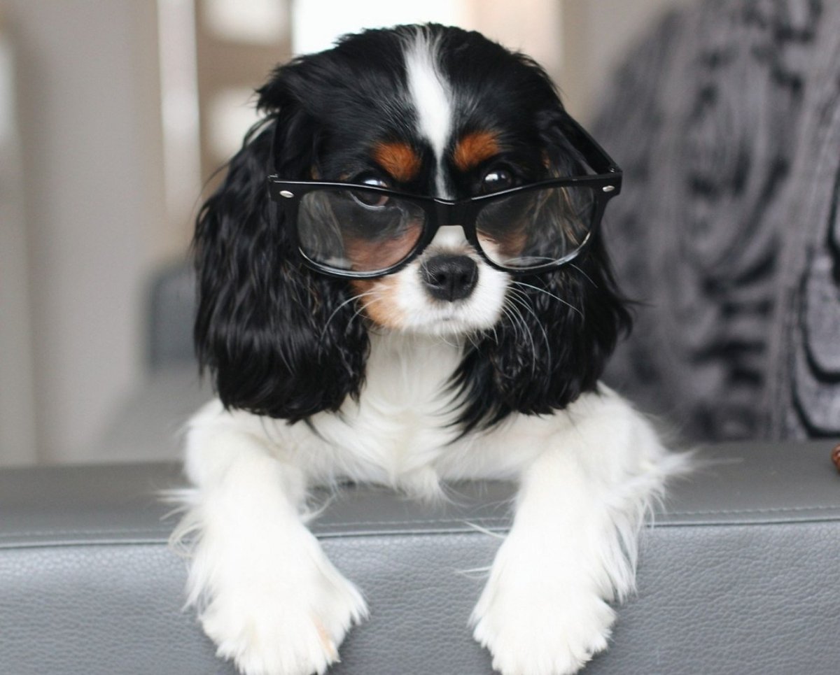 Груминг кавалер Кинг Чарльз спаниель