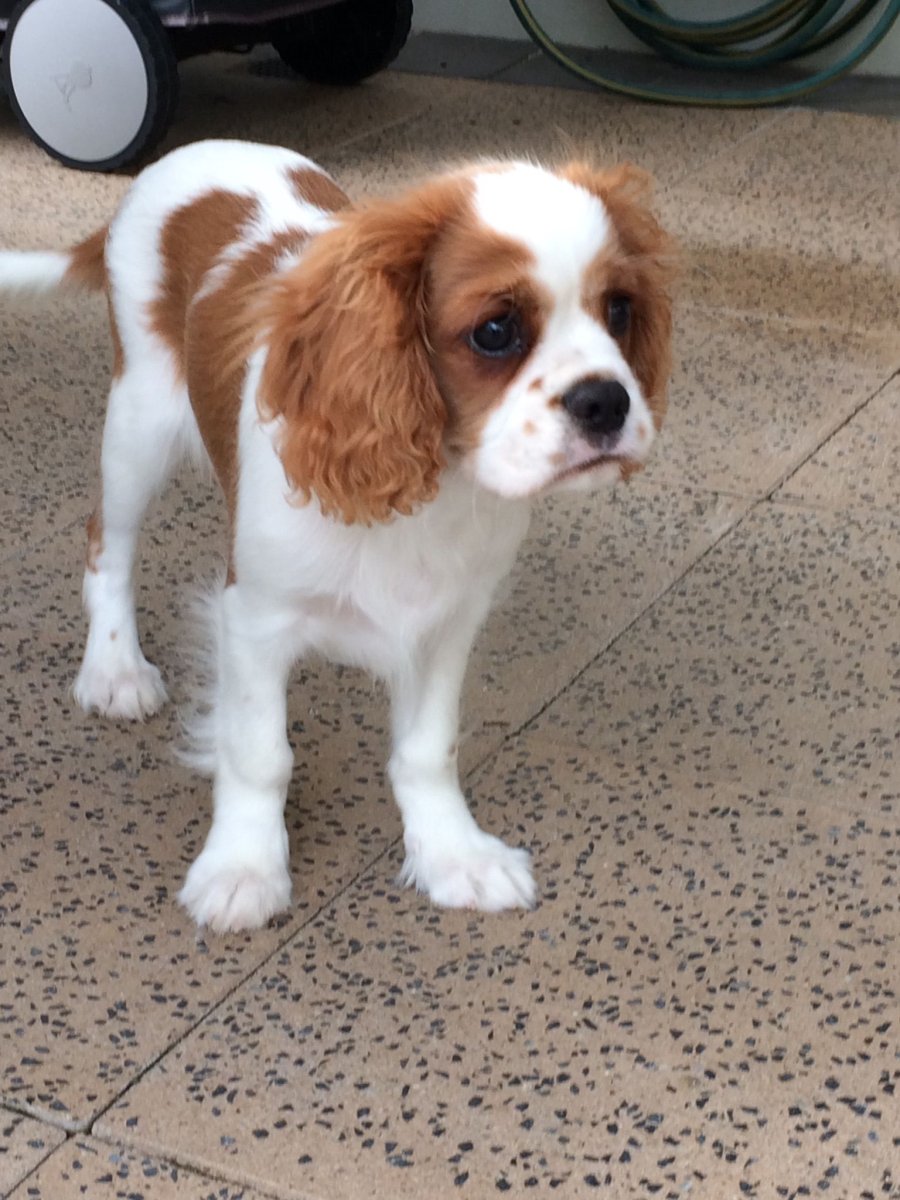 Кавалер Кинг Чарльз спаниель стрижка