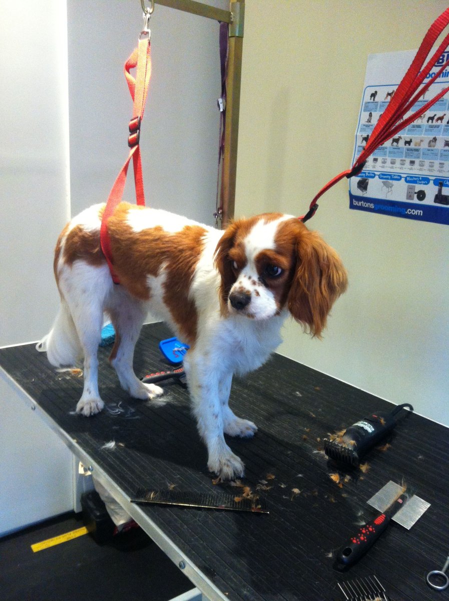 Компаньон Чарльз спаниель с грумингом