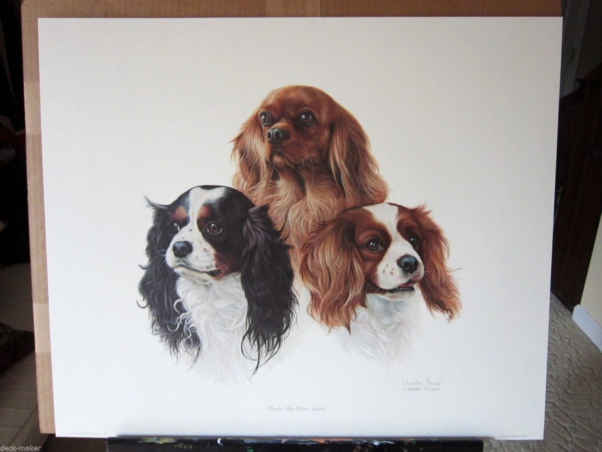 Софт животные