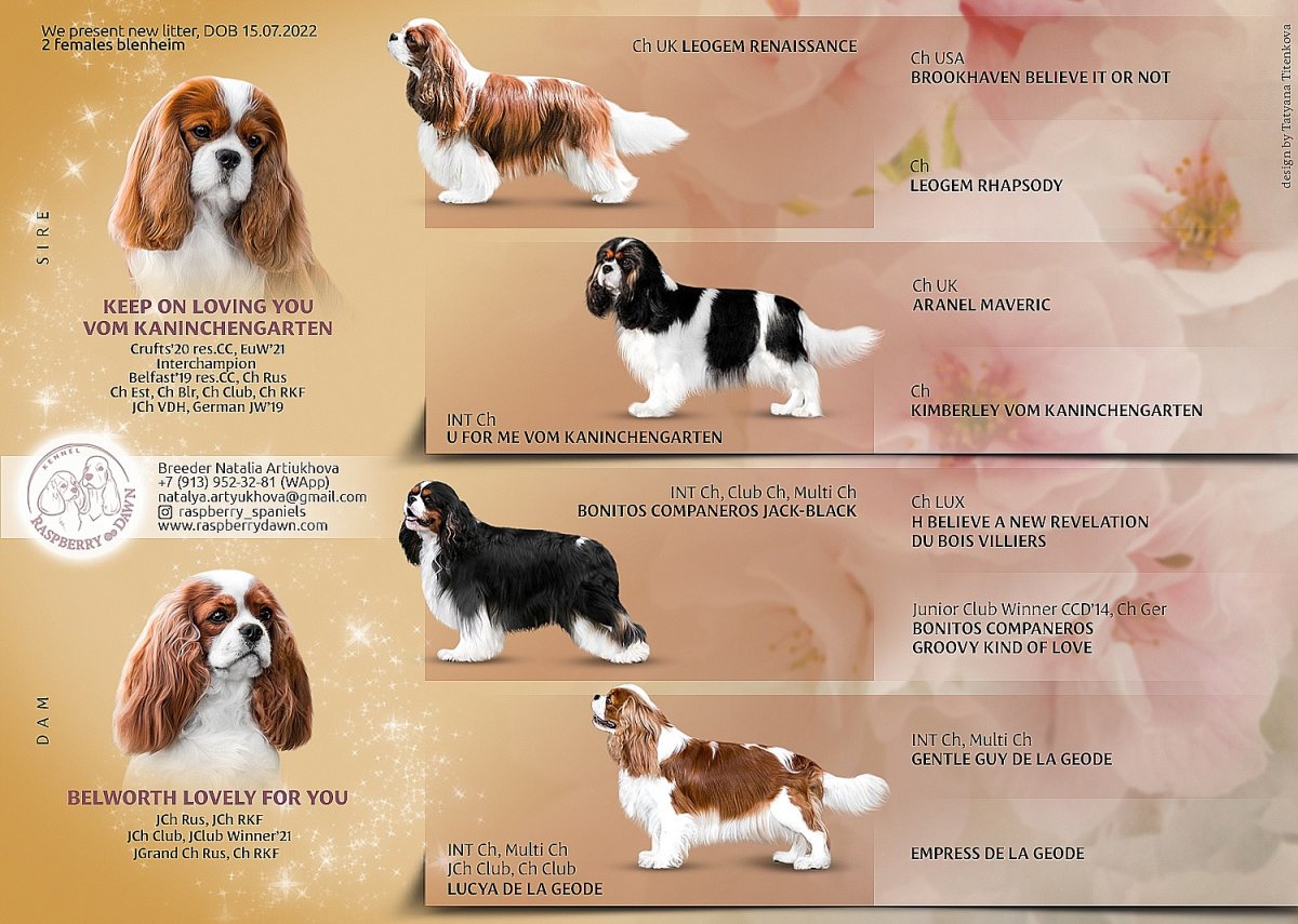 Кавалер Кинг Чарльз спаниель на выставке