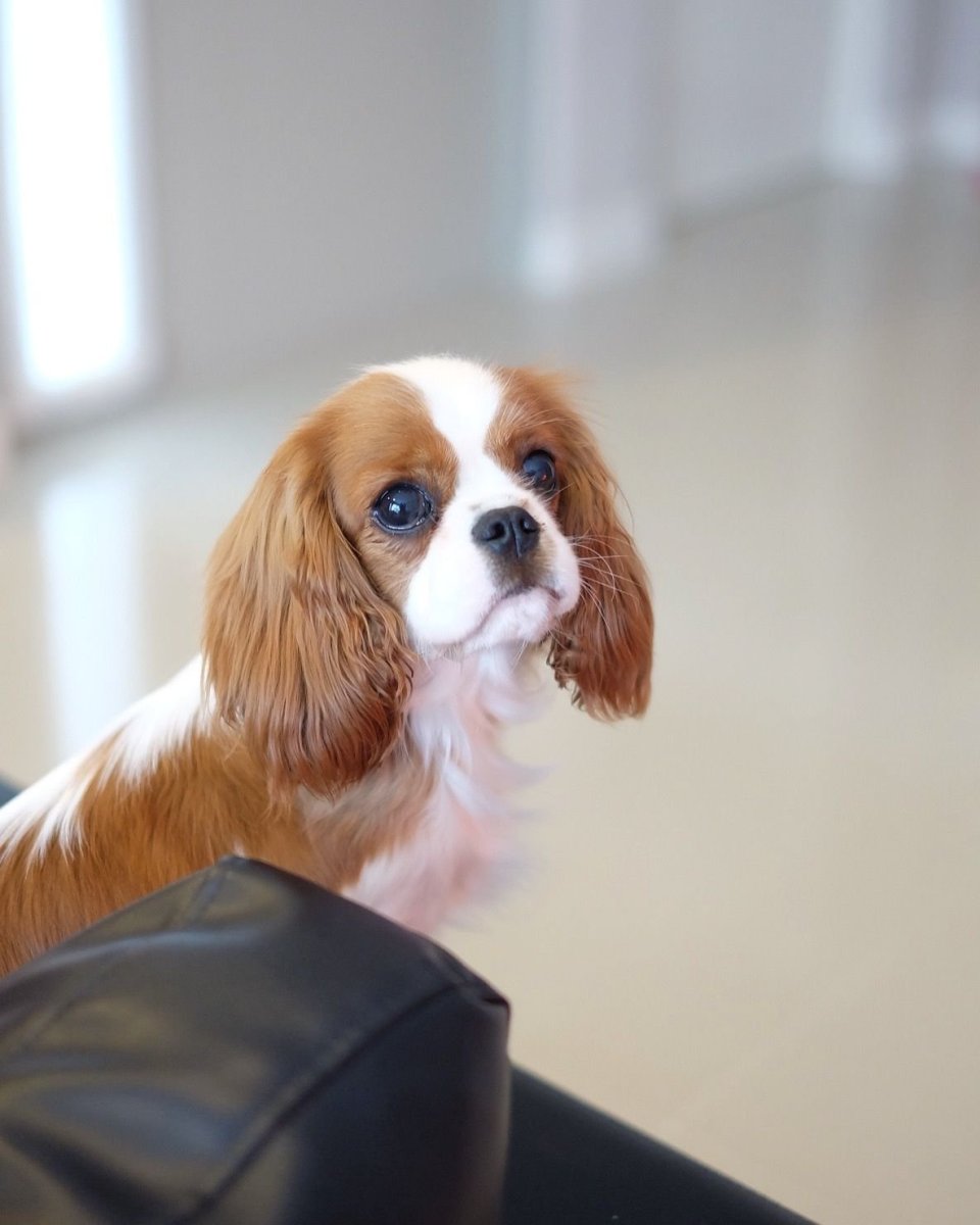 Кавалер Кинг Чарльз спаниель стрижка