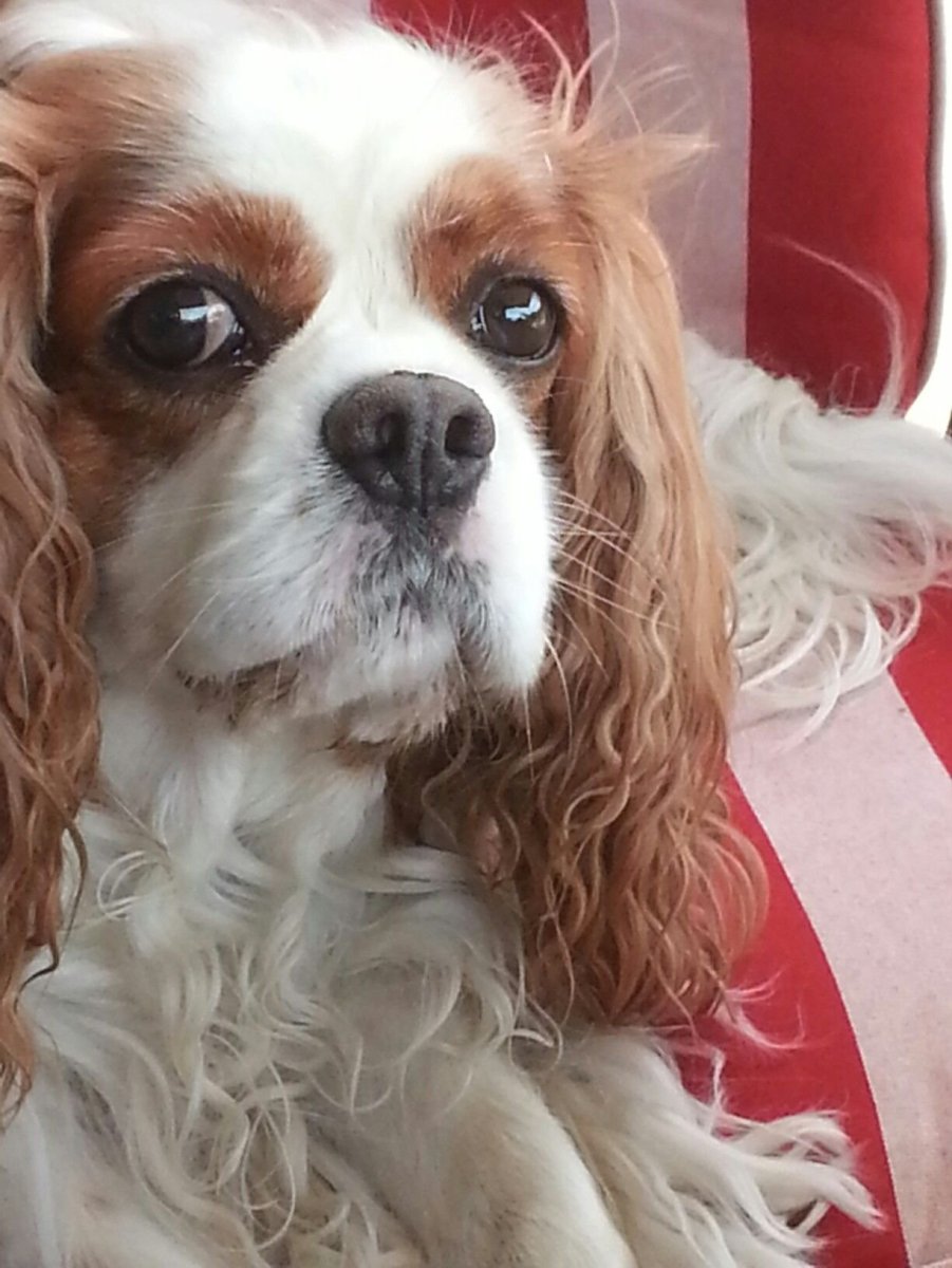 Йорк и кавалер