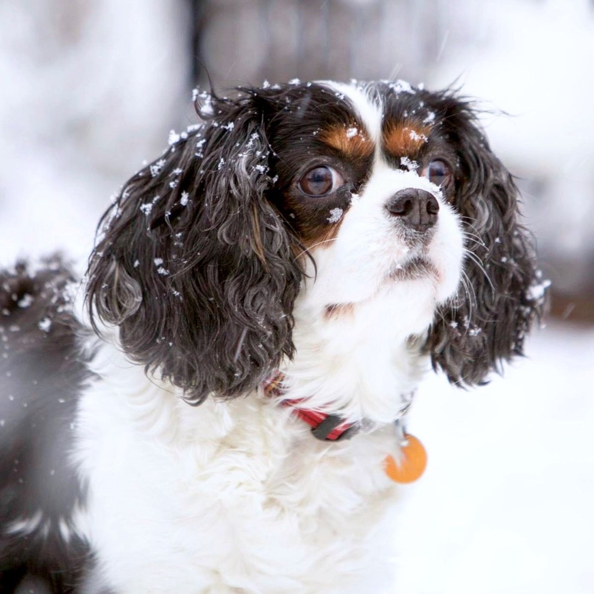 Груминг Кинг Чарльз спаниеля