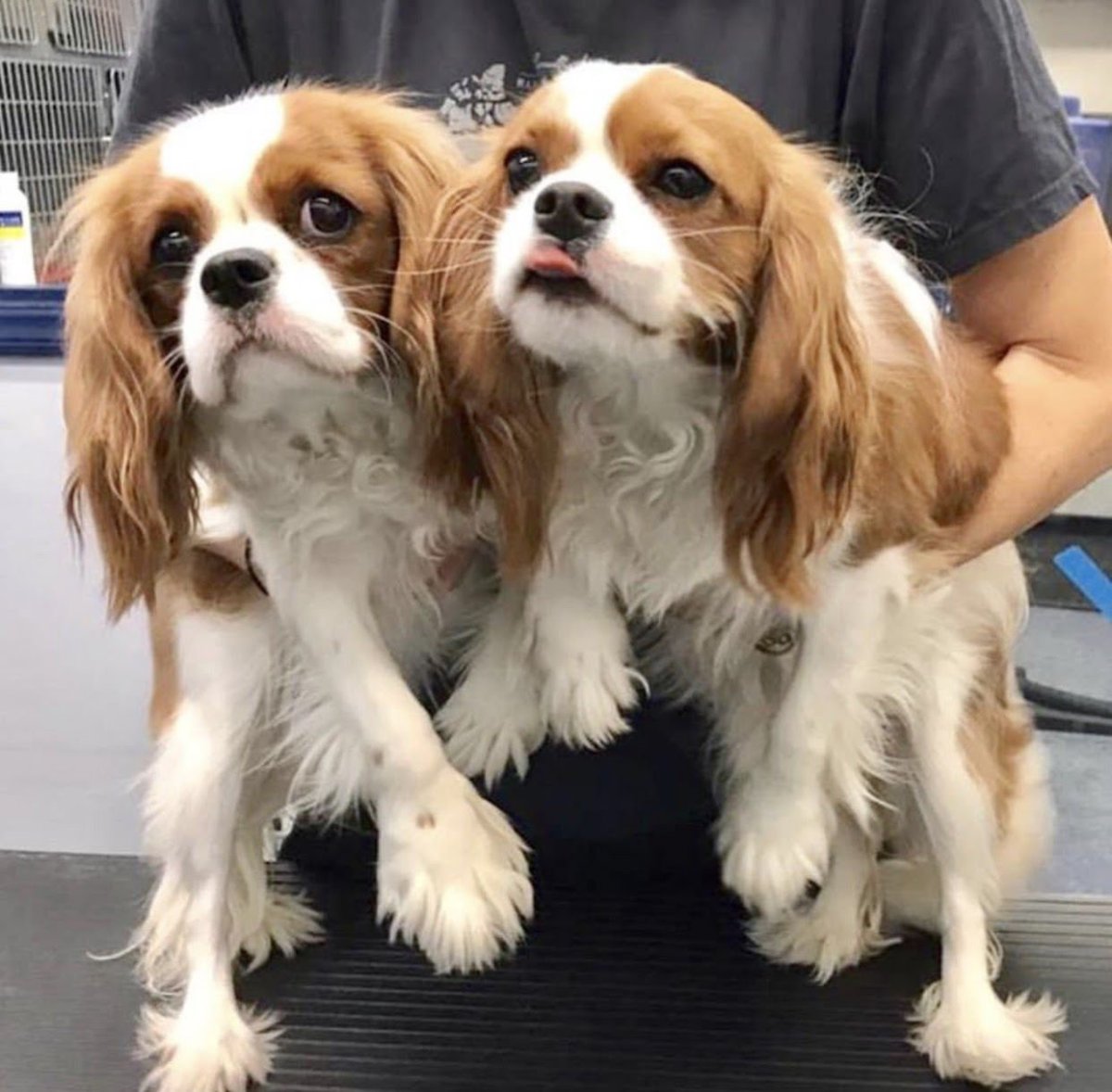 Кавалер Кинг Чарльз спаниель на выставке