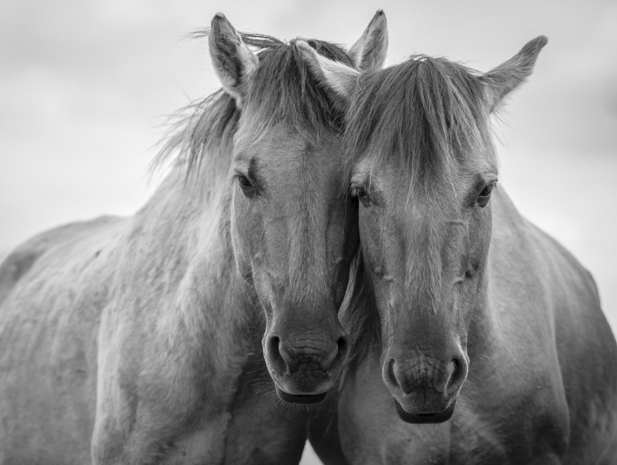 Картинки лошадей красивые
