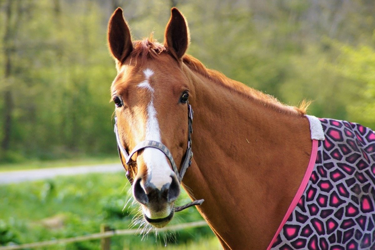 Лошадиная голова