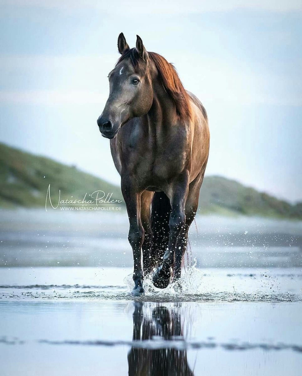 Картинки лошадей красивые