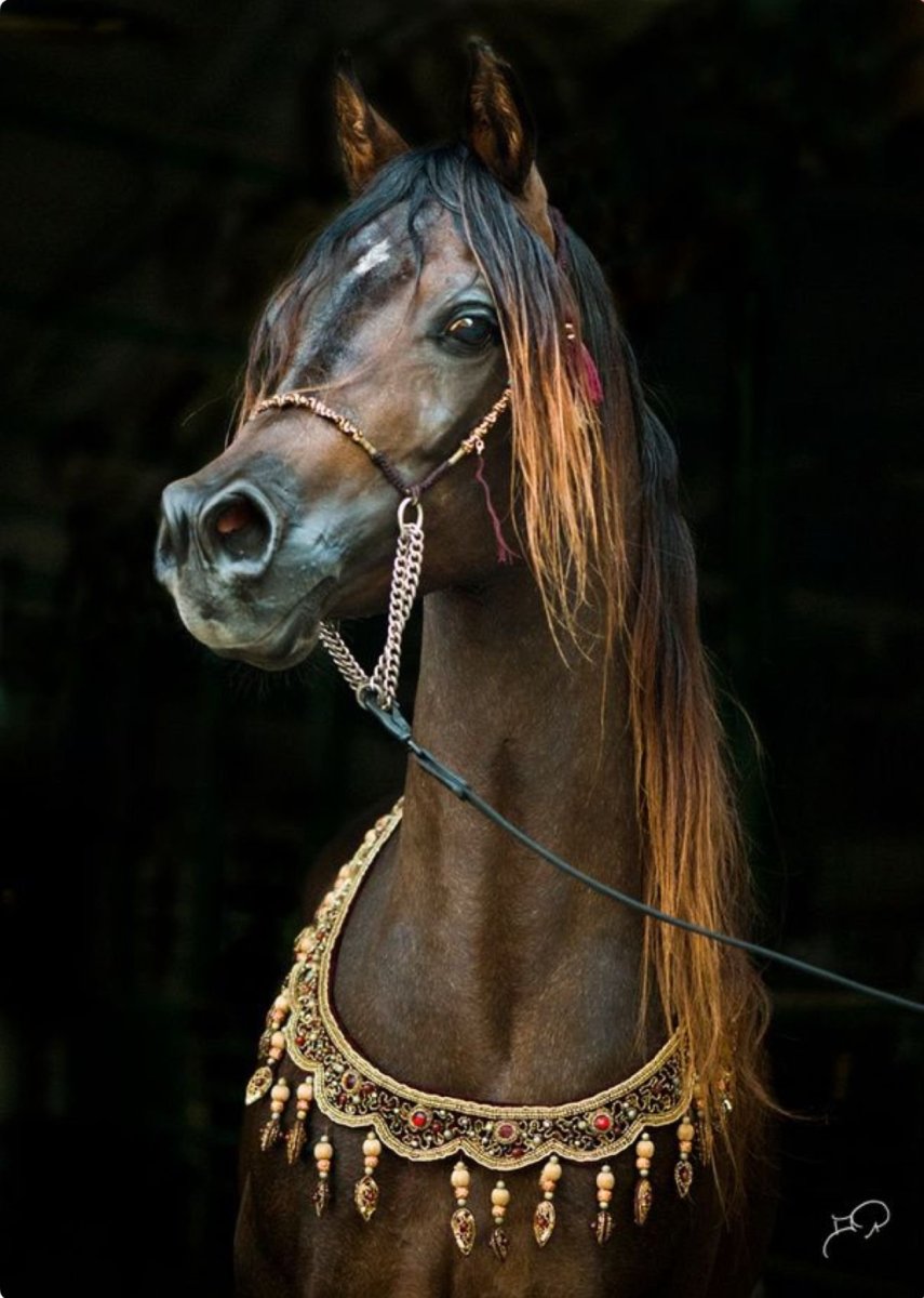 Красивые морды лошадей