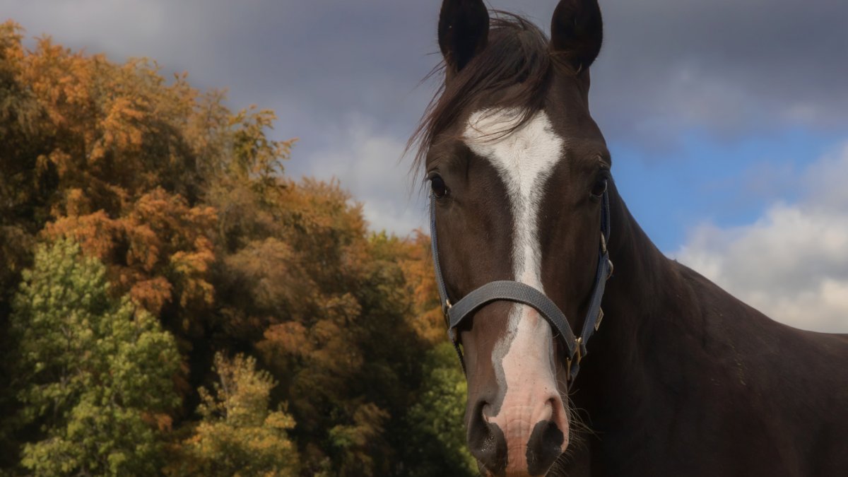 Владимирский тяжеловоз лошадь