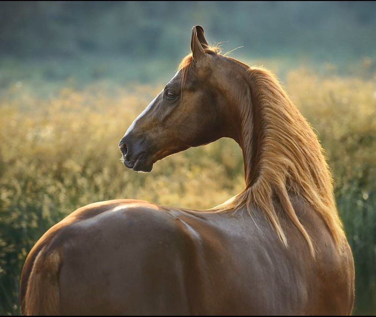 Марвари Катя Друзь