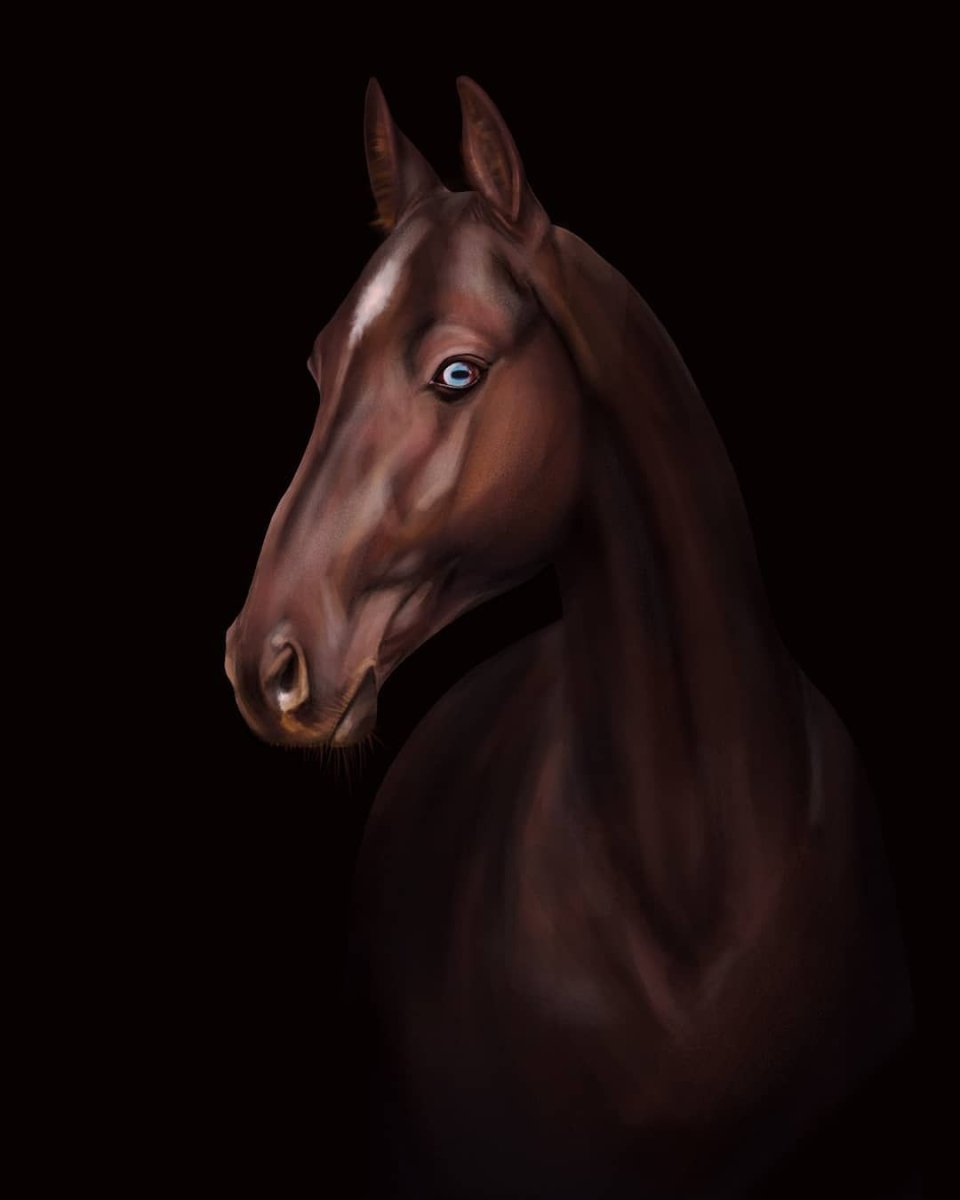 Вороной ахалтекинец с голубыми глазами