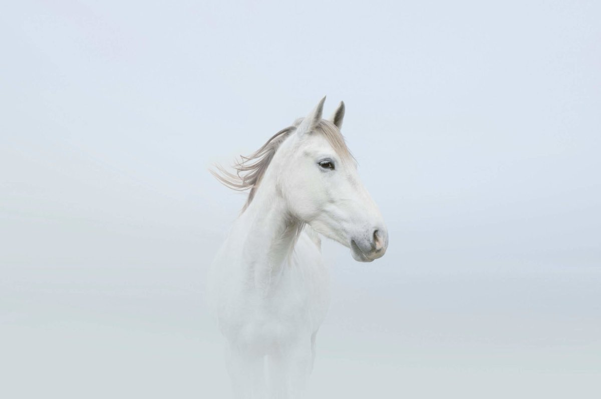 Белая лошадь на белом фоне