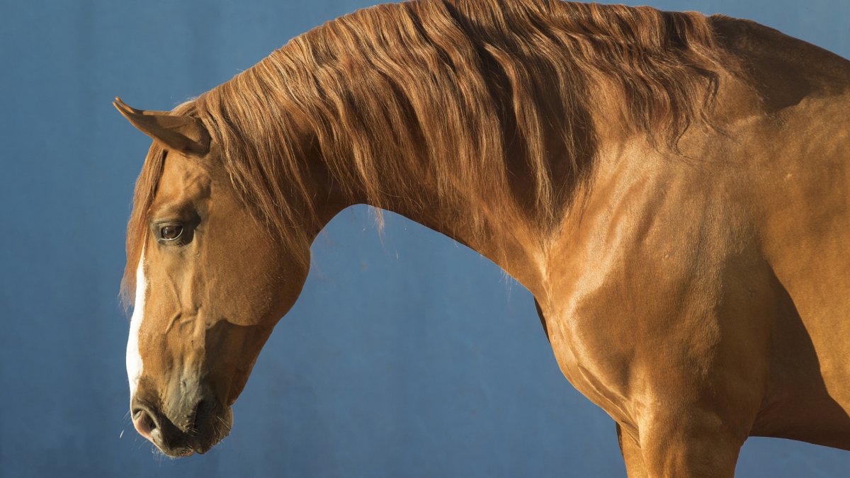 Голова лошади