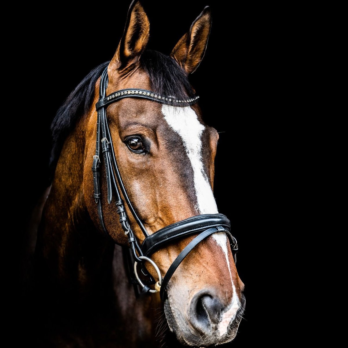 Лошадь повернула голову