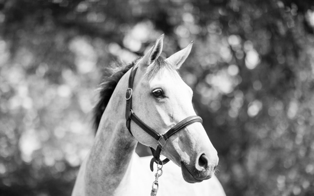 Черная и белая лошадь