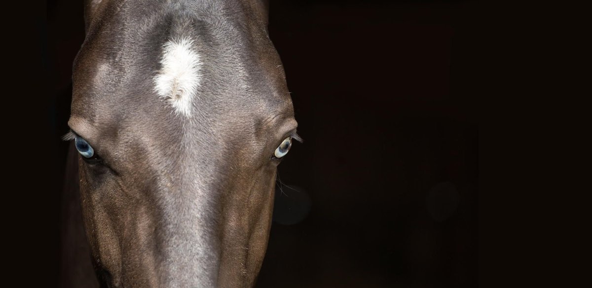 Черный ахалтекинец на черном фоне