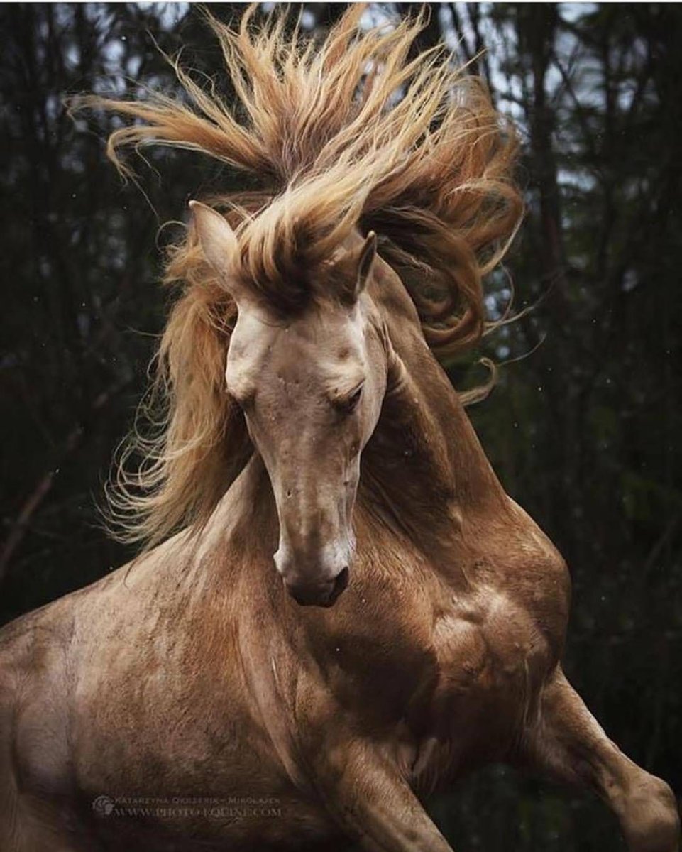 Лошадь с развевающейся гривой
