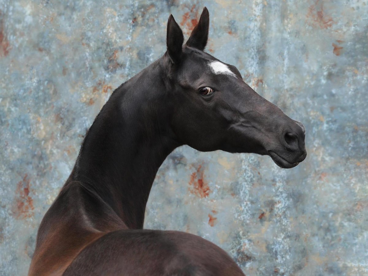 Тохтамыш ахалтекинец