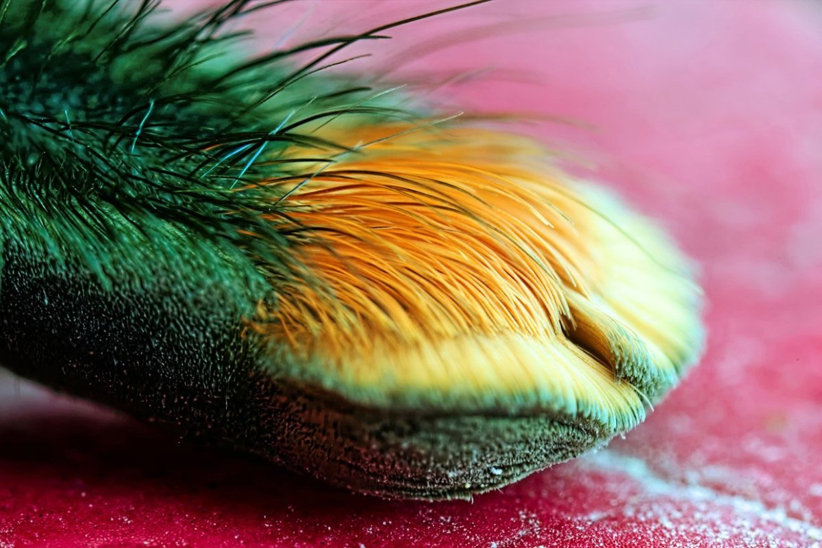 Лапки паука Макросъемка