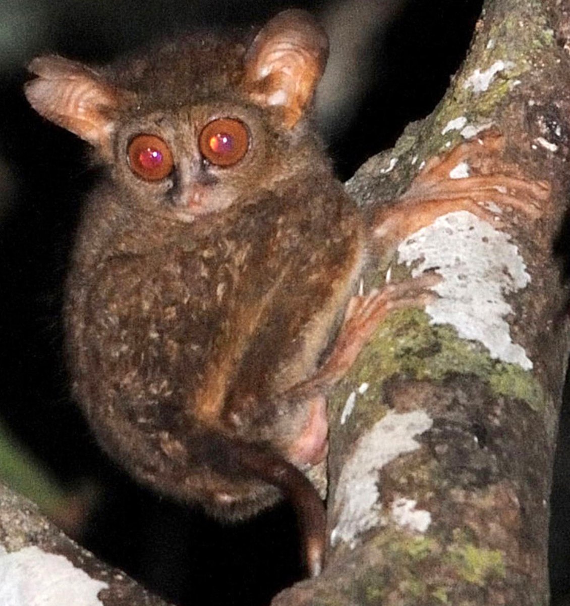 Пучебрюхий грибожуй