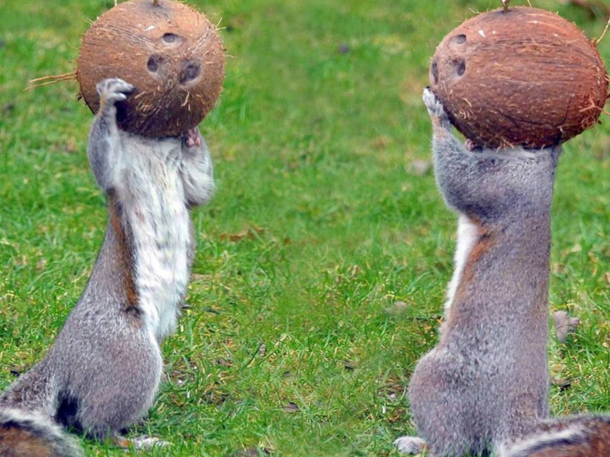 Толстобрюхий грибожуй