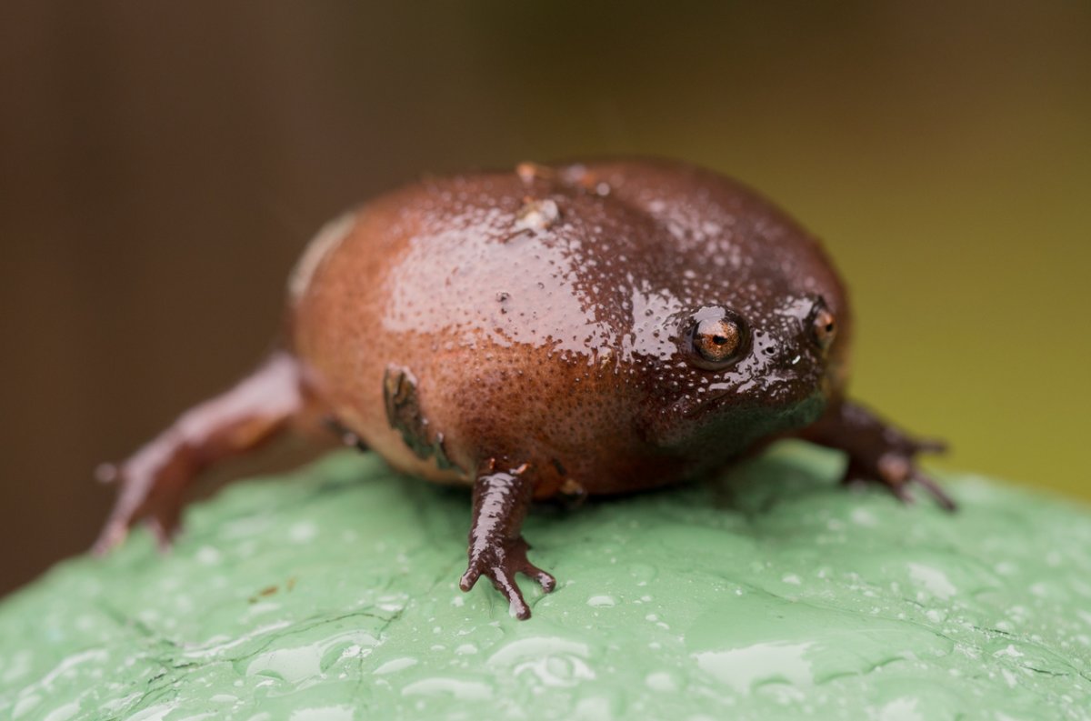 Африканская узкоротая лягушка