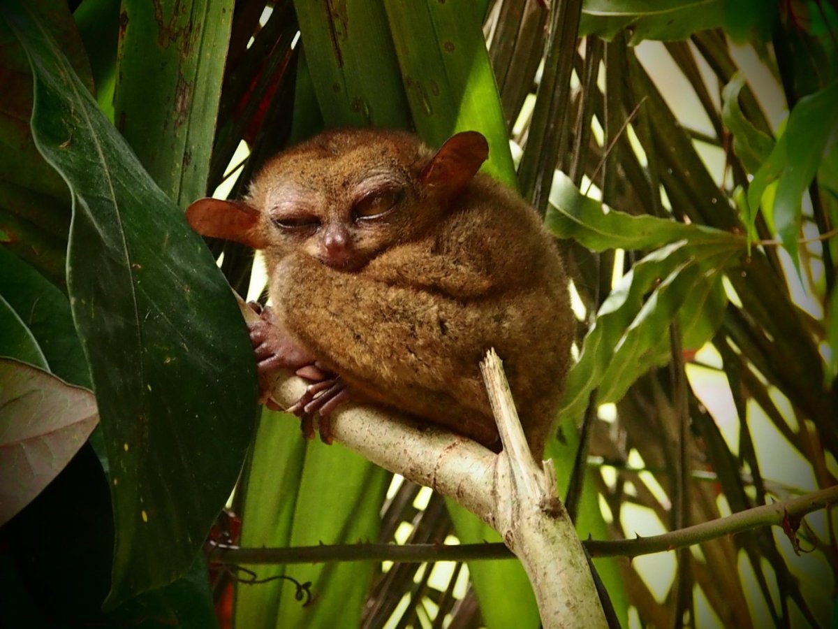 Тарсиеры на Филиппинах