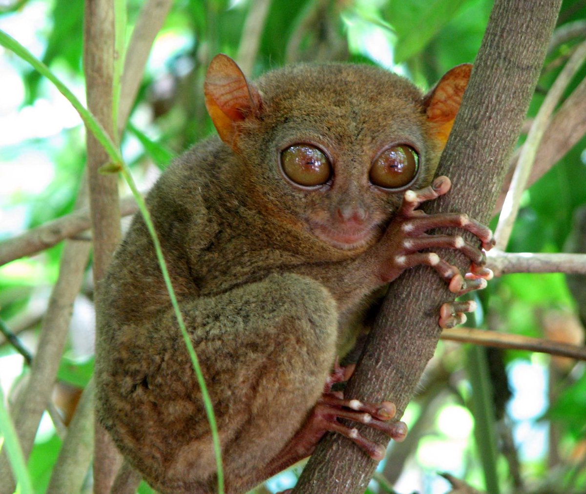 Лори долгопят привидение