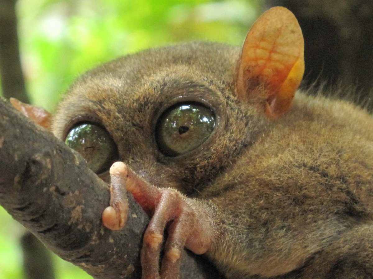 Полуобезьяна долгопят