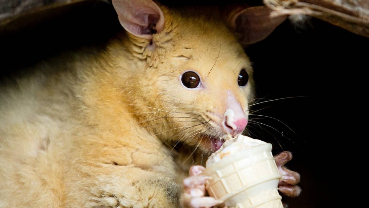 Пучебрюхий грибожуй где живет