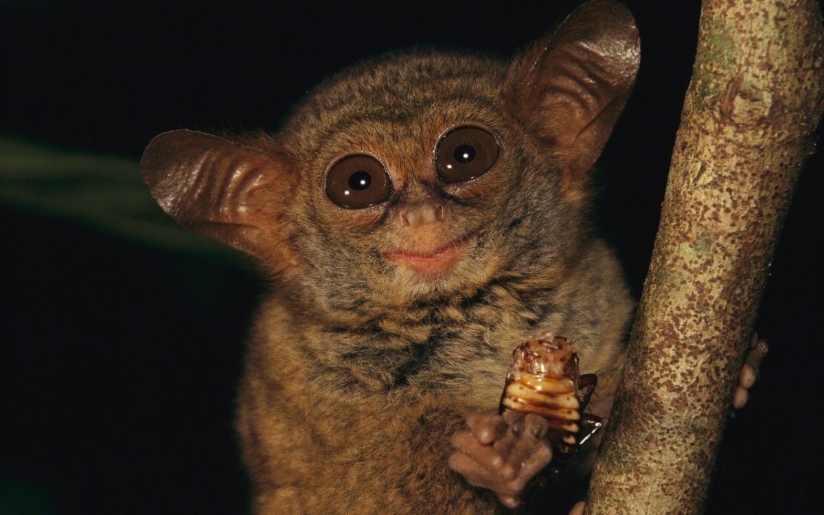 Толстобрюхий грибожуй