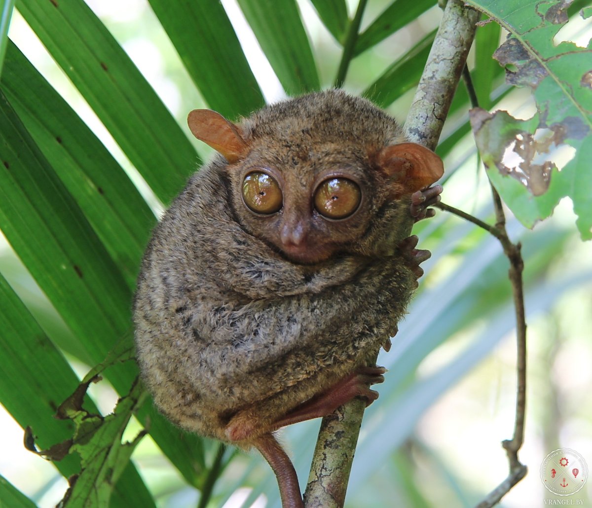 Мадагаскарский долгопят