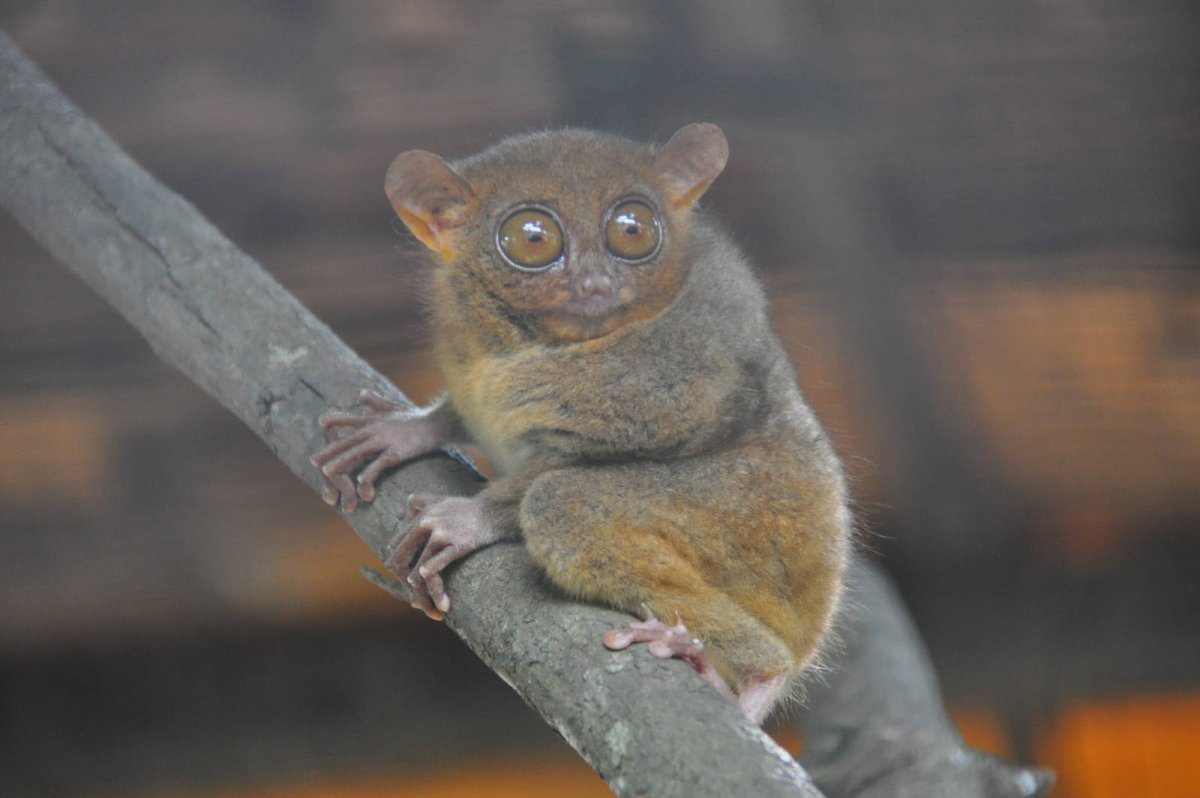  Долгопят Диана (Tarsius dentatus)